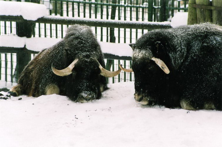 2006_16_Návštěva liberecké ZOO.jpg